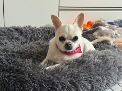 Gucci und Chanel Chihuahua Hündinnen möchten aus dem Tierheim, Chihuahua - Hündin