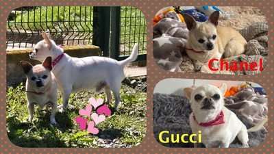 Gucci und Chanel Chihuahua Hündinnen möchten aus dem Tierheim, Chihuahua - Hündin