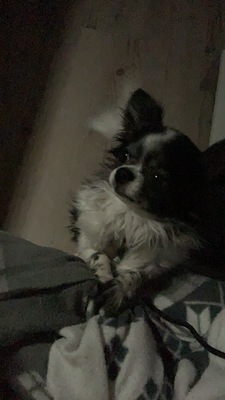 Guccy, Chihuahua - Rüde