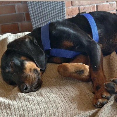 Günni - freundlich, aufgeschlossen, absolut lernwillig 🤓, Hellinikos Ichnilatis-Mischling - Rüde