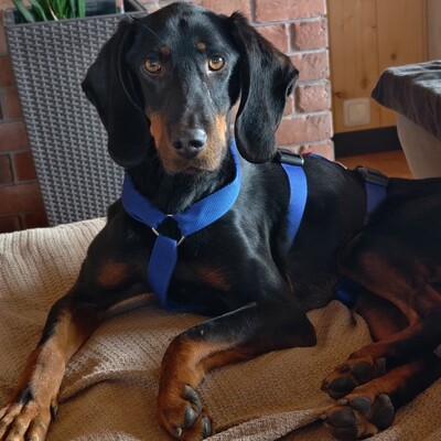 Günni - freundlich, aufgeschlossen, absolut lernwillig 🤓, Hellinikos Ichnilatis-Mischling - Rüde