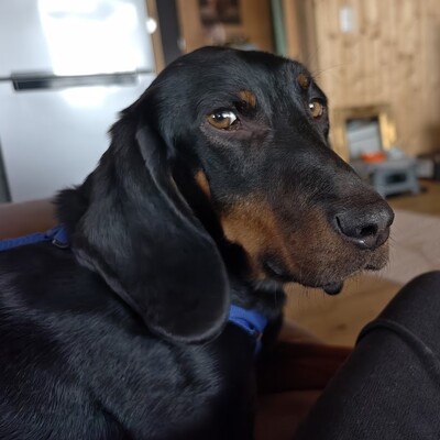 Günni - freundlich, aufgeschlossen, absolut lernwillig 🤓, Hellinikos Ichnilatis-Mischling - Rüde