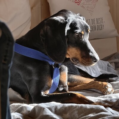 Günni - freundlich, aufgeschlossen, absolut lernwillig 🤓, Hellinikos Ichnilatis-Mischling - Rüde