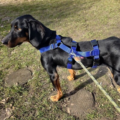 Günni - freundlich, aufgeschlossen, absolut lernwillig 🤓, Hellinikos Ichnilatis-Mischling - Rüde