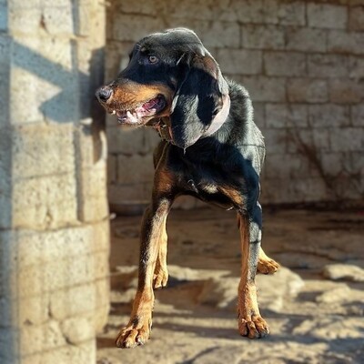 Günni -  freundlich und absolut lernwillig