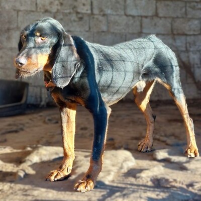 Günni - freundlich und absolut lernwillig / Reserviert, Mix - Rüde