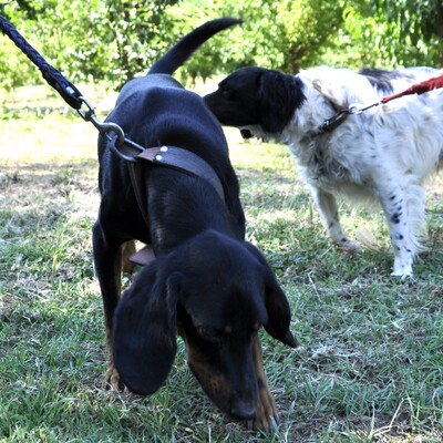 Günni - freundlich und absolut lernwillig / Vorgemerkt, Mix - Rüde