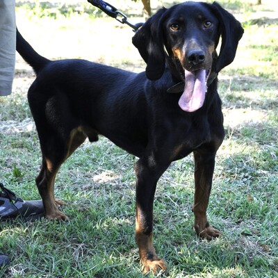 Günni - freundlich und absolut lernwillig / Vorgemerkt, Mix - Rüde