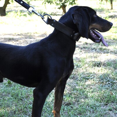 Günni - freundlich und absolut lernwillig / Vorgemerkt, Mix - Rüde