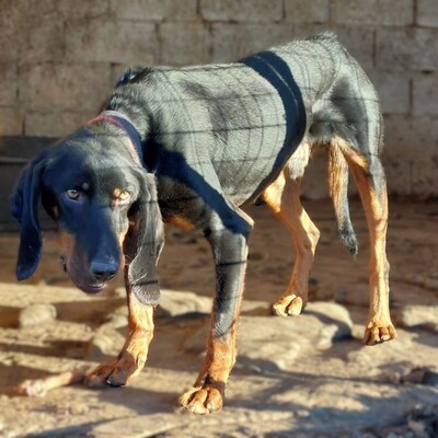 Günni - freundlich und absolut lernwillig / Vorgemerkt, Mix - Rüde