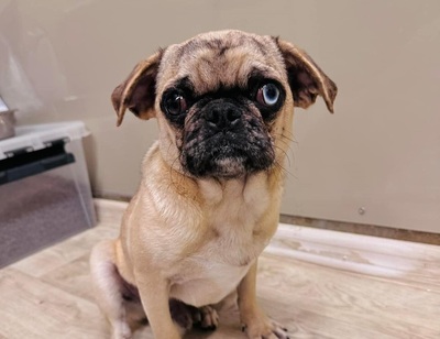 Guess - lieb, aktiv, verträglich - Mops-Mischling - RESERVIERT, Mops - Rüde