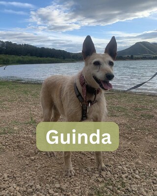 Guinda