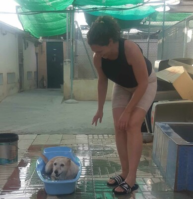 Guinda, Podenco - Hündin