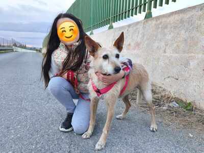 Guinda, Podenco - Hündin