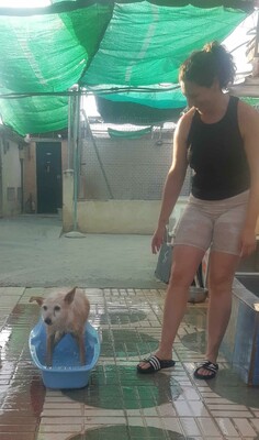 Guinda, Podenco - Hündin