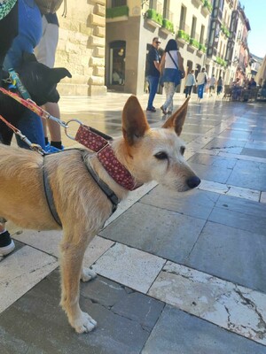 Guinda, Podenco - Hündin