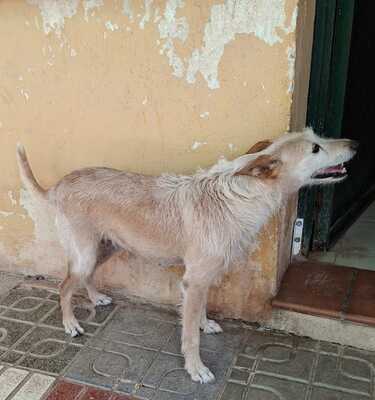 Guinda, Podenco - Hündin
