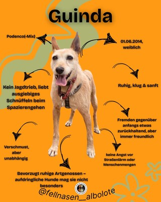 Guinda, Podenco - Hündin