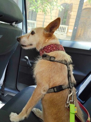 Guinda, Podenco - Hündin