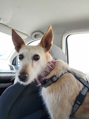 Guinda, Podenco - Hündin