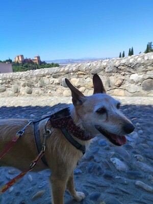 Guinda, Podenco - Hündin