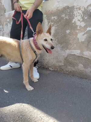 Guinda, Podenco - Hündin