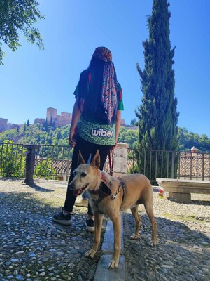 Guinda, Podenco - Hündin