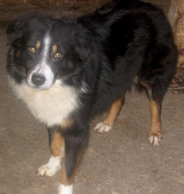 Gula wartet auf SEIN neues Zuhause, Mischling - Rüde