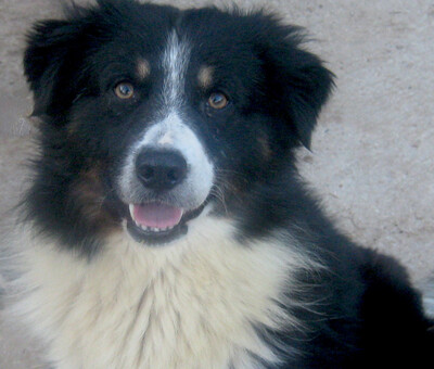 Gula wartet auf SEIN neues Zuhause, Mischling - Rüde
