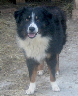 Gula wartet auf sein Zuhause bei IHNEN