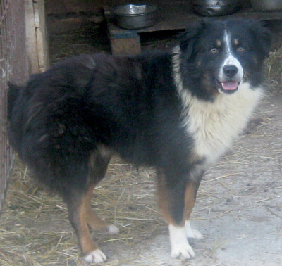 Gula wartet auf sein Zuhause bei IHNEN, Mischling - Rüde