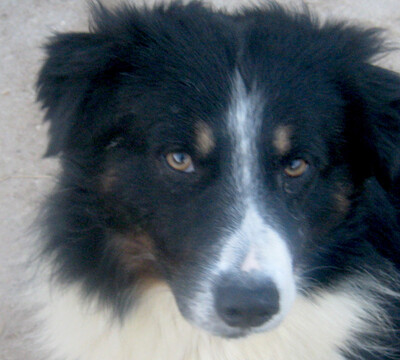 Gula wartet auf sein Zuhause bei IHNEN-NOTFALL, Mischling - Rüde