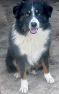 Gula wartet auf sein Zuhause bei IHNEN-NOTFALL, Mischling - Rüde