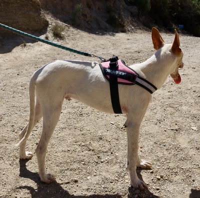 Gunnar, Podenco Andaluz - Mix - Rüde