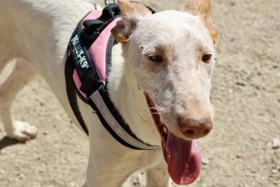Gunnar, Podenco Andaluz - Mix - Rüde