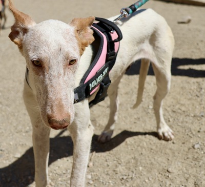 Gunnar, Podenco Andaluz - Mix - Rüde