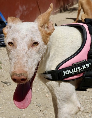 Gunnar, Podenco Andaluz - Mix - Rüde