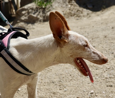 Gunnar, Podenco Andaluz - Mix - Rüde