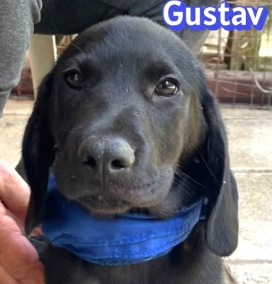 Gustav, Labrador Welpen - Rüde