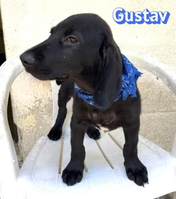 Gustav, Labrador Welpen - Rüde