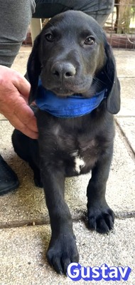 Gustav, Labrador Welpen - Rüde