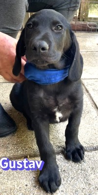 Gustav, Labrador Welpen - Rüde