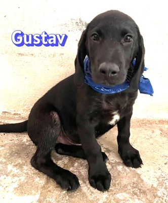 Gustav, Labrador Welpen - Rüde