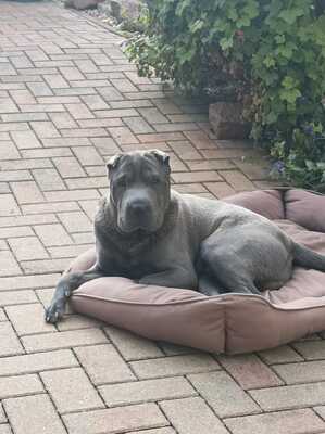 Gustav, Shar Pei - Rüde