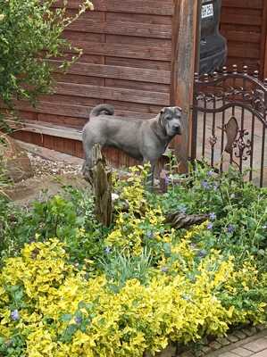 Gustav, Shar Pei - Rüde