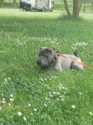 Gustav, Shar Pei - Rüde