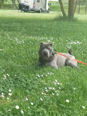 Gustav, Shar Pei - Rüde