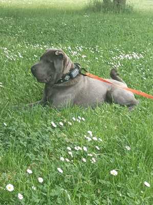 Gustav, Shar Pei - Rüde