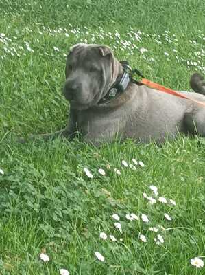 Gustav, Shar Pei - Rüde