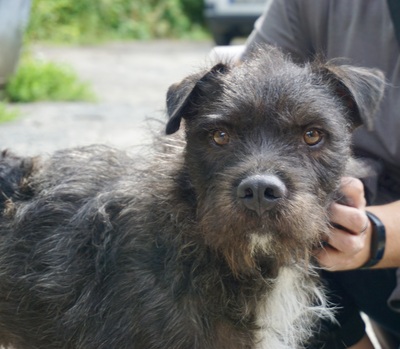 Gustavo, Mix - Rüde